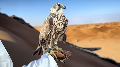 Falcons feature on each of the dirham notes, but the beloved bird takes centre stage on the Arabic side of the Dh500. Getty