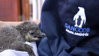 SANCCOB is a non-profit organisation working to reverse the decline of seabird populations through the rescue, rehabilitation and release of ill, injured, abandoned and oiled seabirds. Photo: SANCCOB