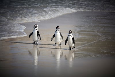 Out of 18 penguin species worldwide, the African penguin is currently the only species facing extinction. Photo: SANCCOB